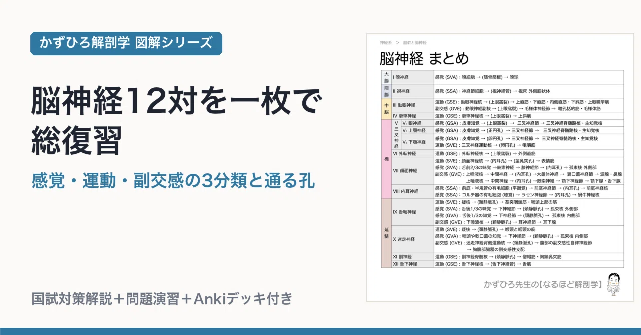 脳神経12対を一枚で総復習｜感覚・運動・副交感の3分類と通る孔｜かず