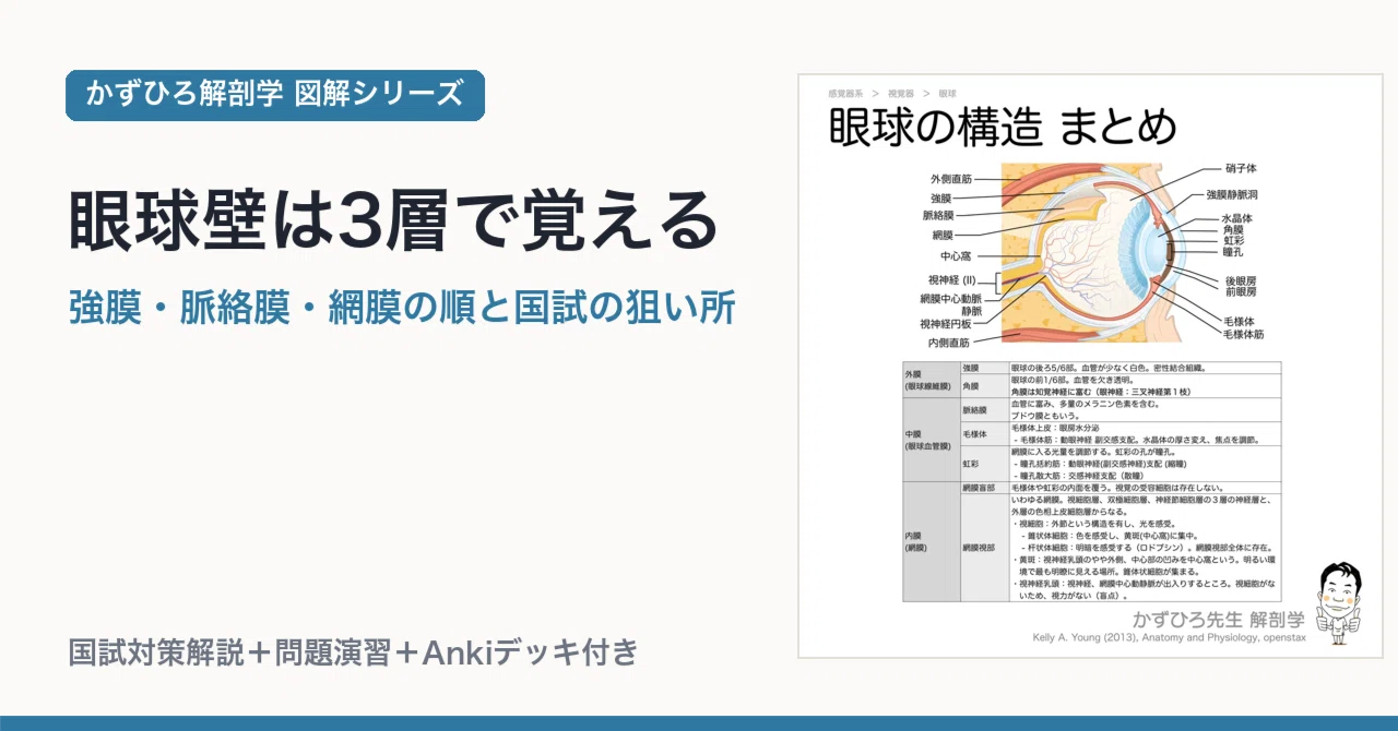 眼球壁は3層で覚える｜強膜・脈絡膜・網膜の順と国試の狙い所｜かず
