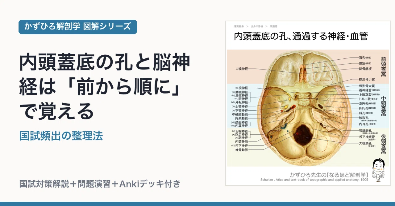 内頭蓋底の孔と脳神経は「前から順に」で覚える|国試頻出の整理法 内頭蓋底の孔と脳神経は「前から順に」で覚える|国試頻出の整理法