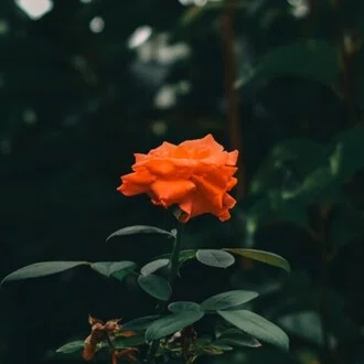 N/A