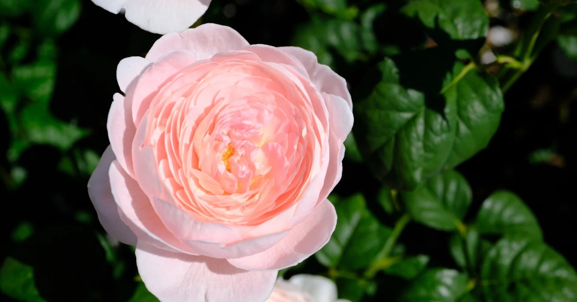 📷X-T30III × 🌹中之島バラ園 ｜ 🇬🇧クイーン・オブ・スウェーデン