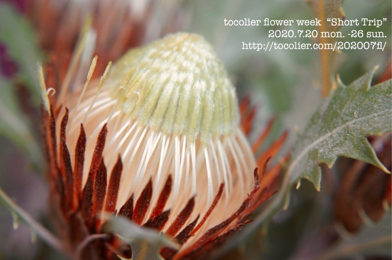 ドライアンドラ クエルシフォリア Tocolier Note ドライアンドラ クエルシフォリア Tocolier Note