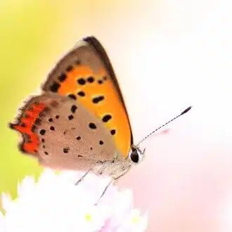 kaya