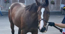 Carrot Club 2026 Yearling Draft Begins】 Catalog and Videos