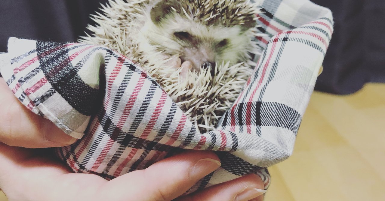 ハリネズミイラスト の新着タグ記事一覧 Note つくる つながる とどける ハリネズミイラスト の新着タグ記事一覧 Note つくる つながる とどける