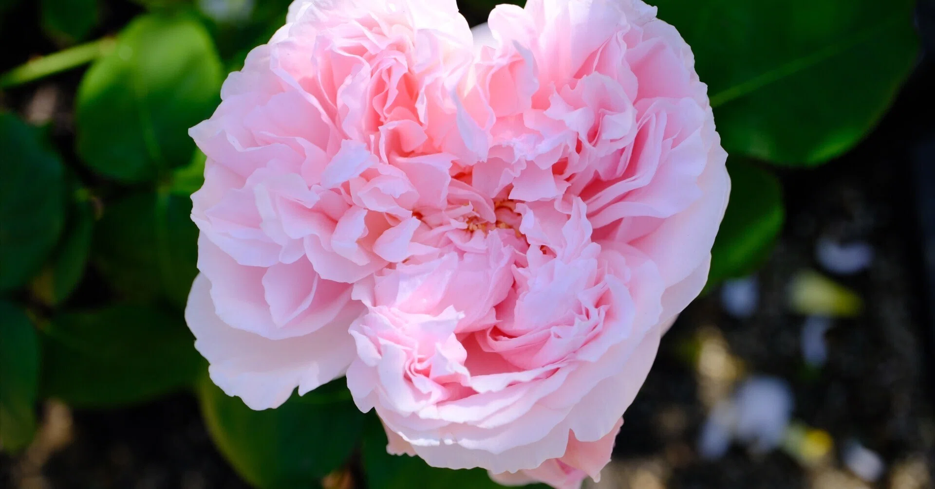 📷X-T30III × 🌹Nakanoshima Rose Garden | 🇬🇧Kathryn Morley｜ぱぽ