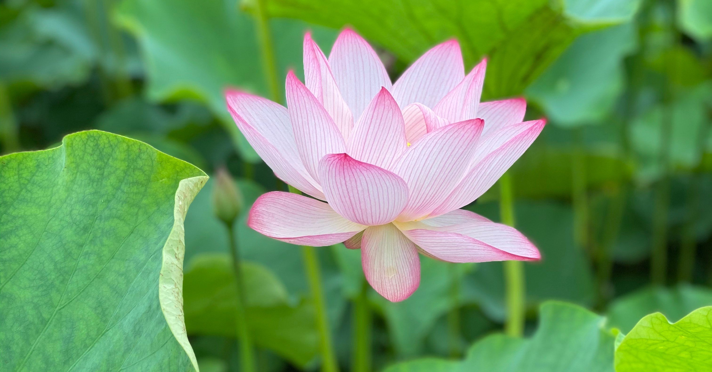 夏の湖北に蓮が咲く｜琵琶近江商店