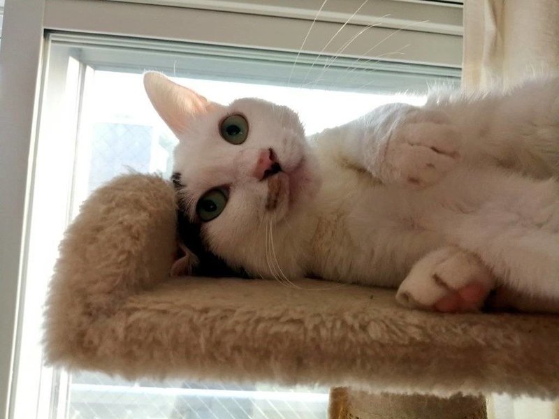 人気ダウンロード 猫 名前 食べ物 茶色 ユニバ スヌーピー カチューシャ 人気ダウンロード 猫 名前 食べ物 茶色 ユニバ スヌーピー カチューシャ