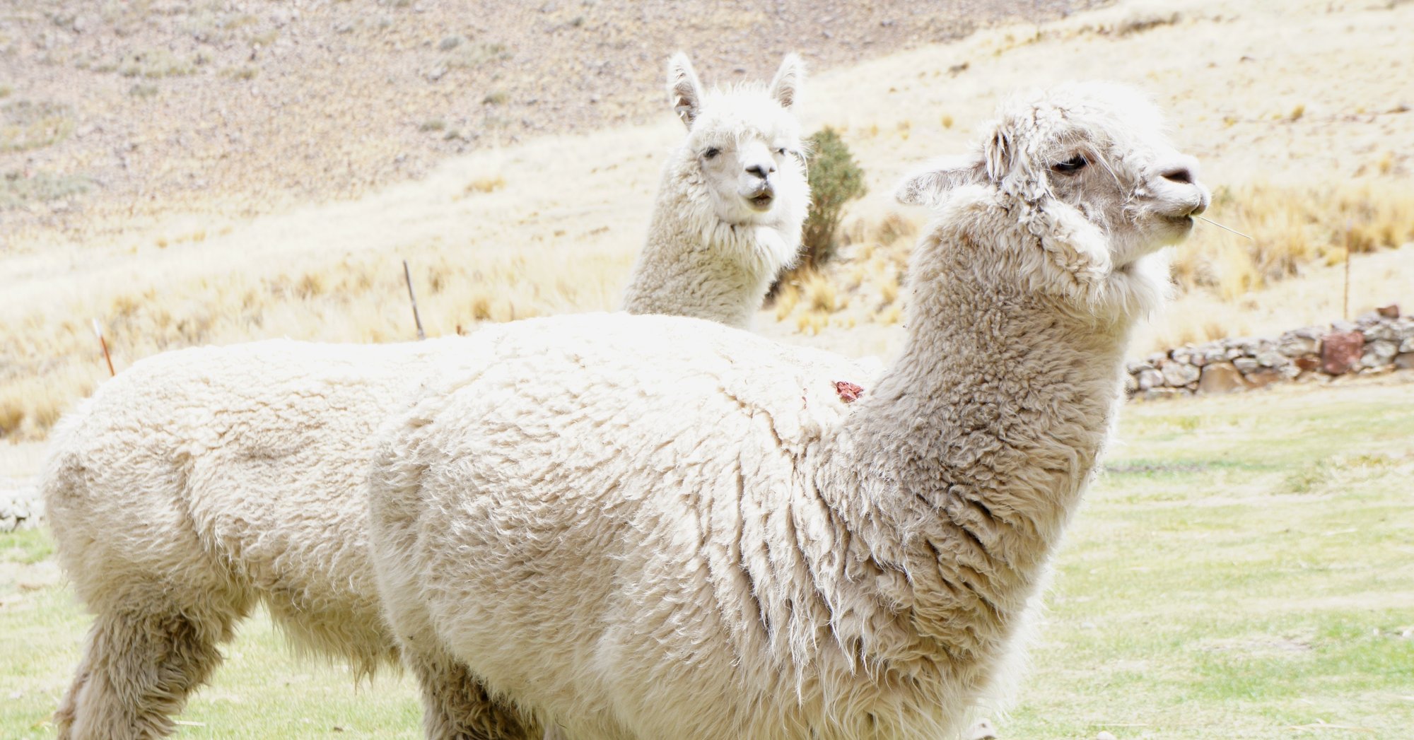 アルパカニット専門店オーナーの私が アルパカ不買運動に対して思うこと 吉田 彩子 Note アルパカニット専門店オーナーの私が アルパカ不買運動に対して思うこと 吉田 彩子 Note