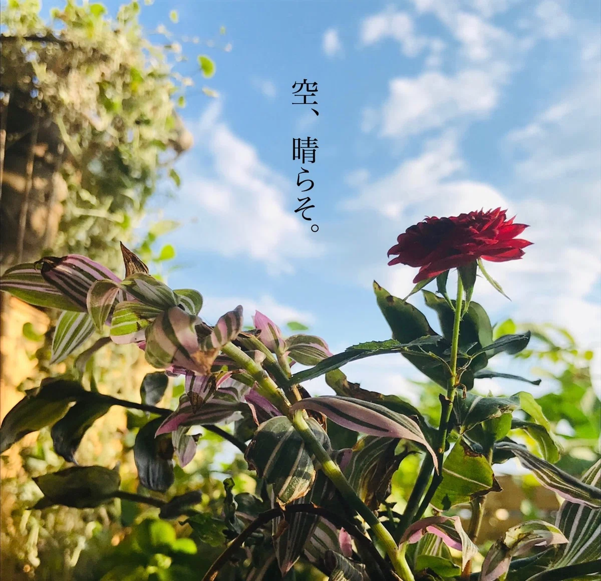 画像12