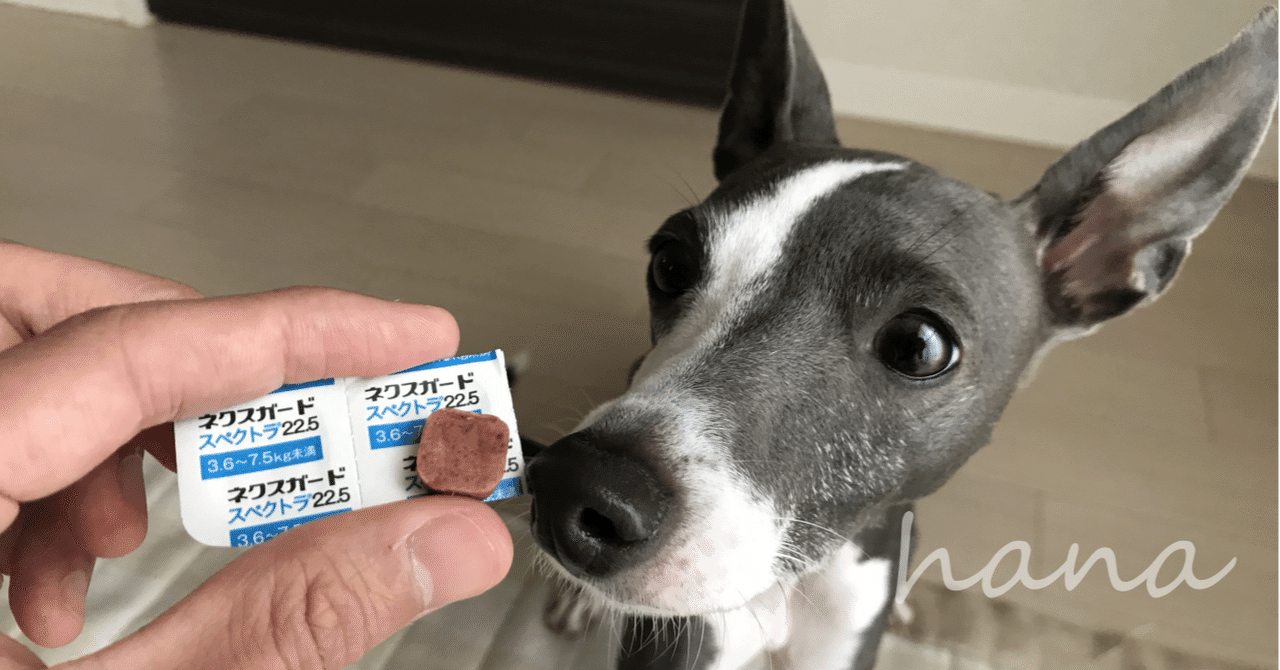 ネクスガードをはじめて食す はなの主 Note