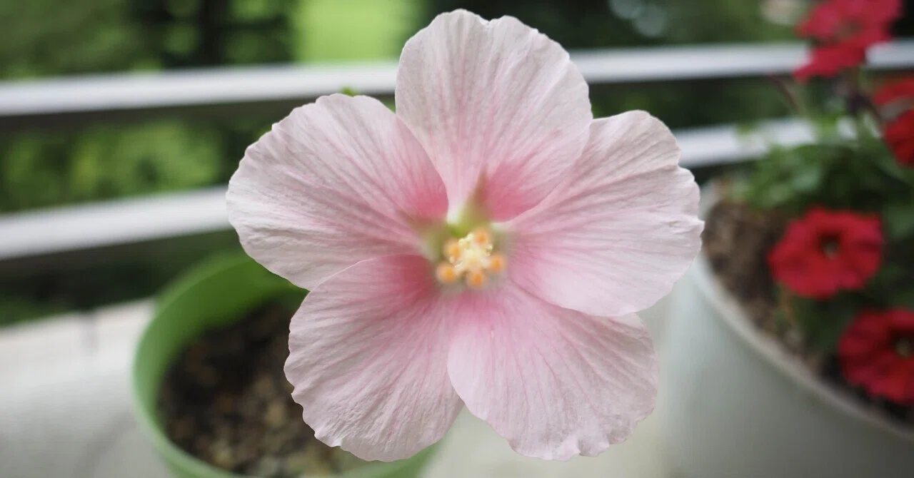 我が家のハイビスカス🌺｜ケン