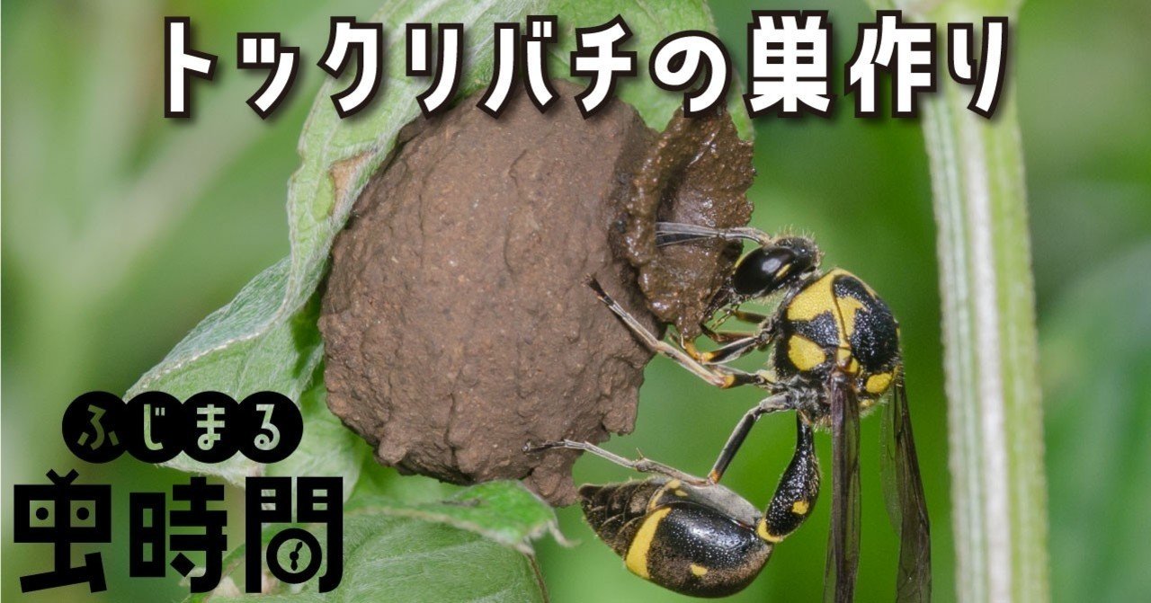 ふじまる虫時間 第２限 トックリバチの巣作り 映像制作会社つばめプロ Note