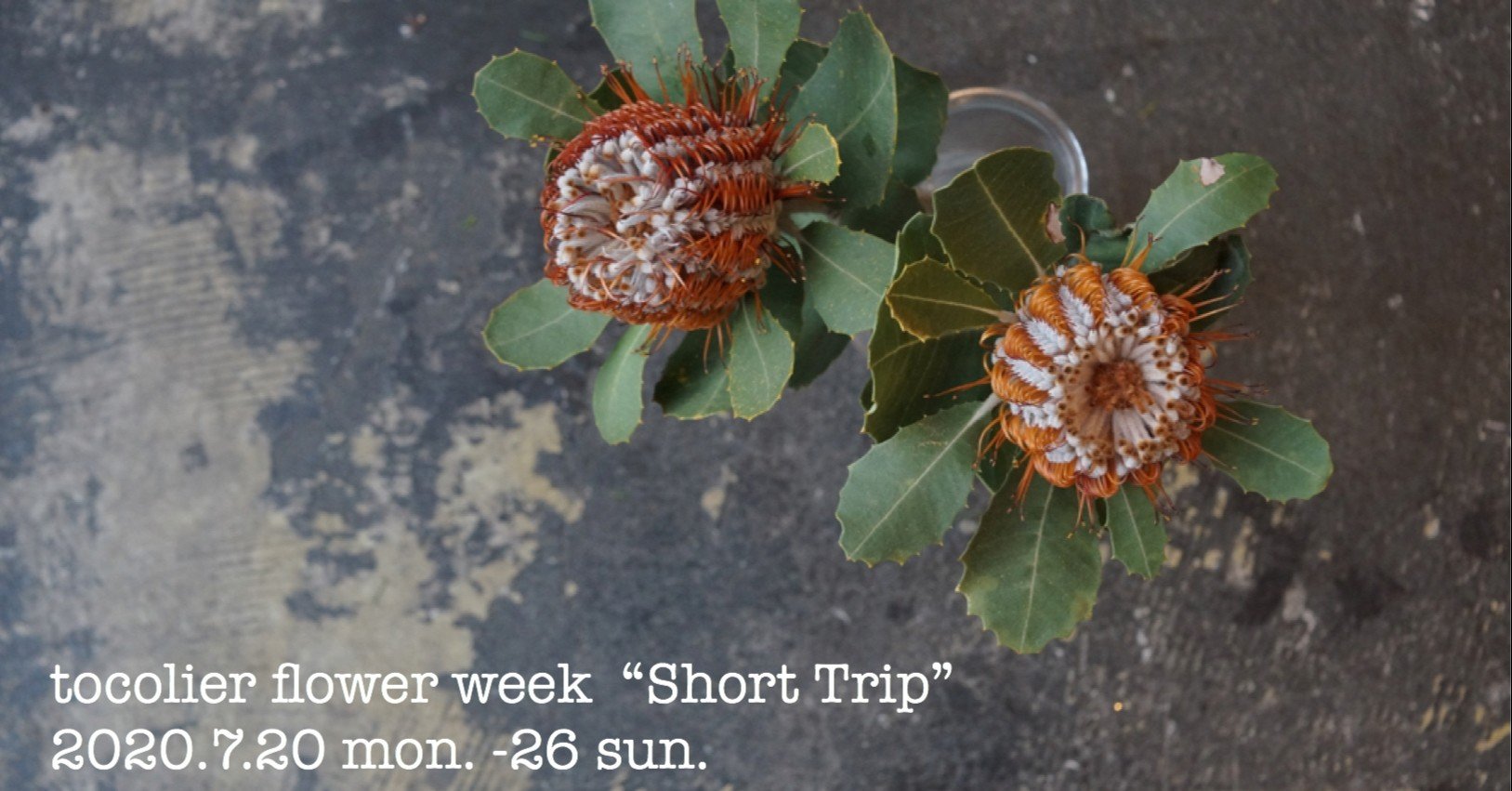 バンクシア ココシニア Tocolier Note