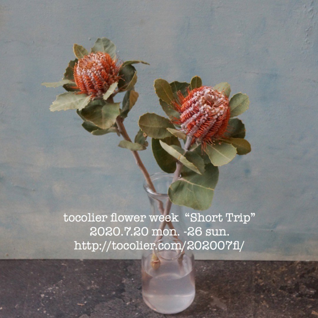 バンクシア ココシニア Tocolier Note バンクシア ココシニア Tocolier Note