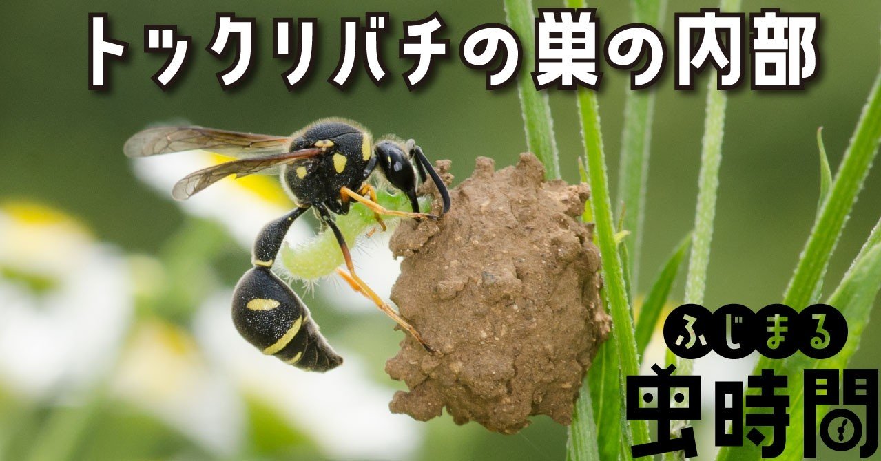 ふじまる虫時間 第３限 トックリバチの巣の内部 映像制作会社つばめプロ Note