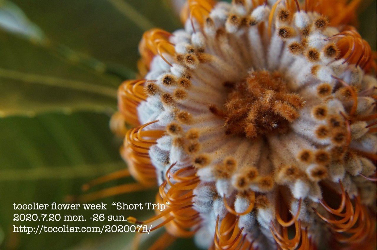 バンクシア ココシニア Tocolier Note バンクシア ココシニア Tocolier Note