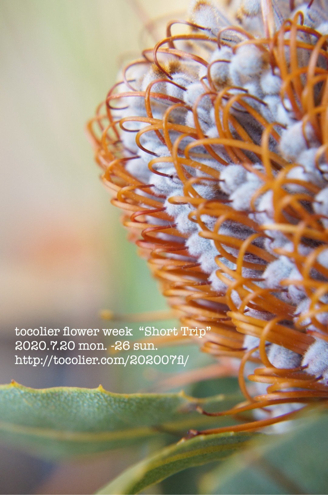 バンクシア ココシニア Tocolier Note バンクシア ココシニア Tocolier Note