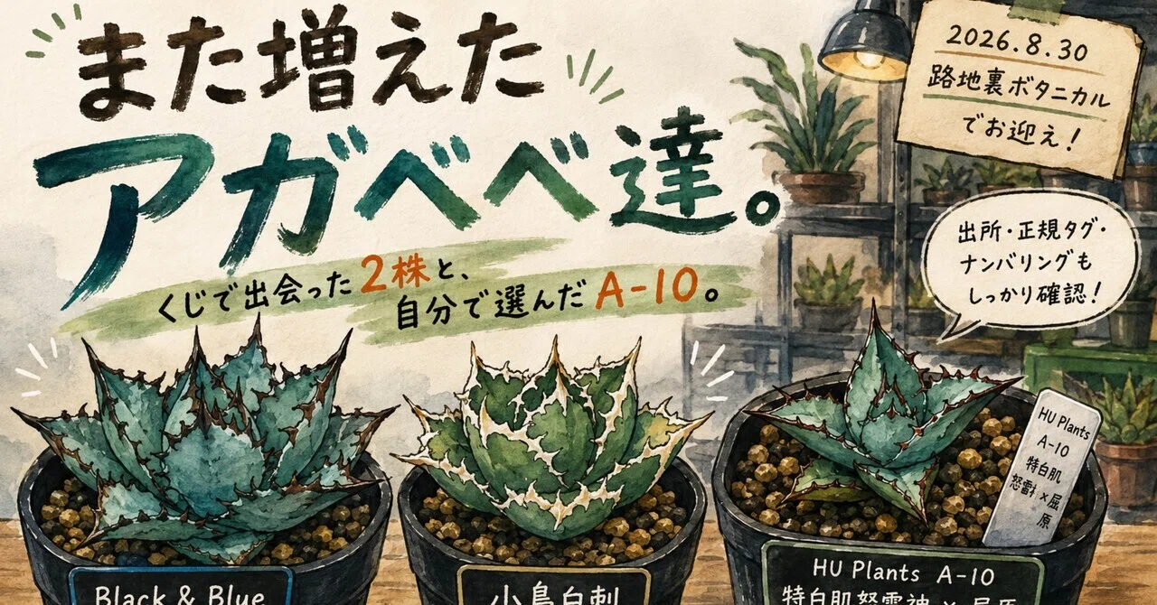 アガベ 魅子 子株 Hu Plantsタグ付き また増えたアガベ達。くじで出会った2株と、自分で選んだA-10。｜マキ