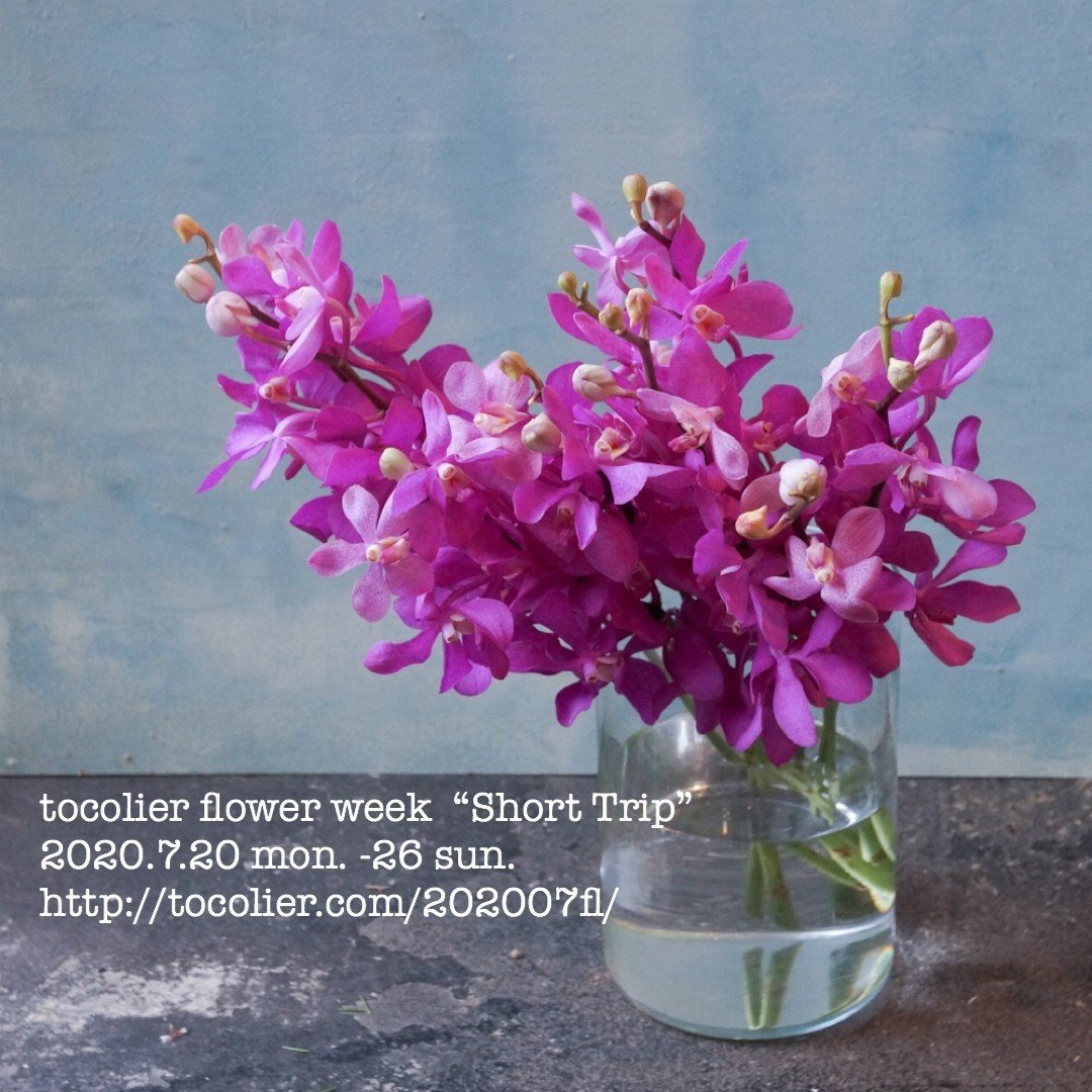 モカラ カリプソ Tocolier Note モカラ カリプソ Tocolier Note