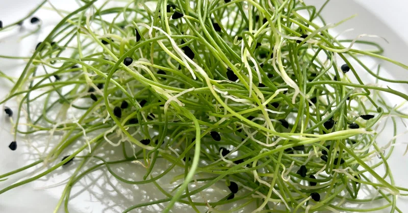 長雨が続くと農家はどうなるか 真野文宏 ミーme Babygreens Edibleflowers Note