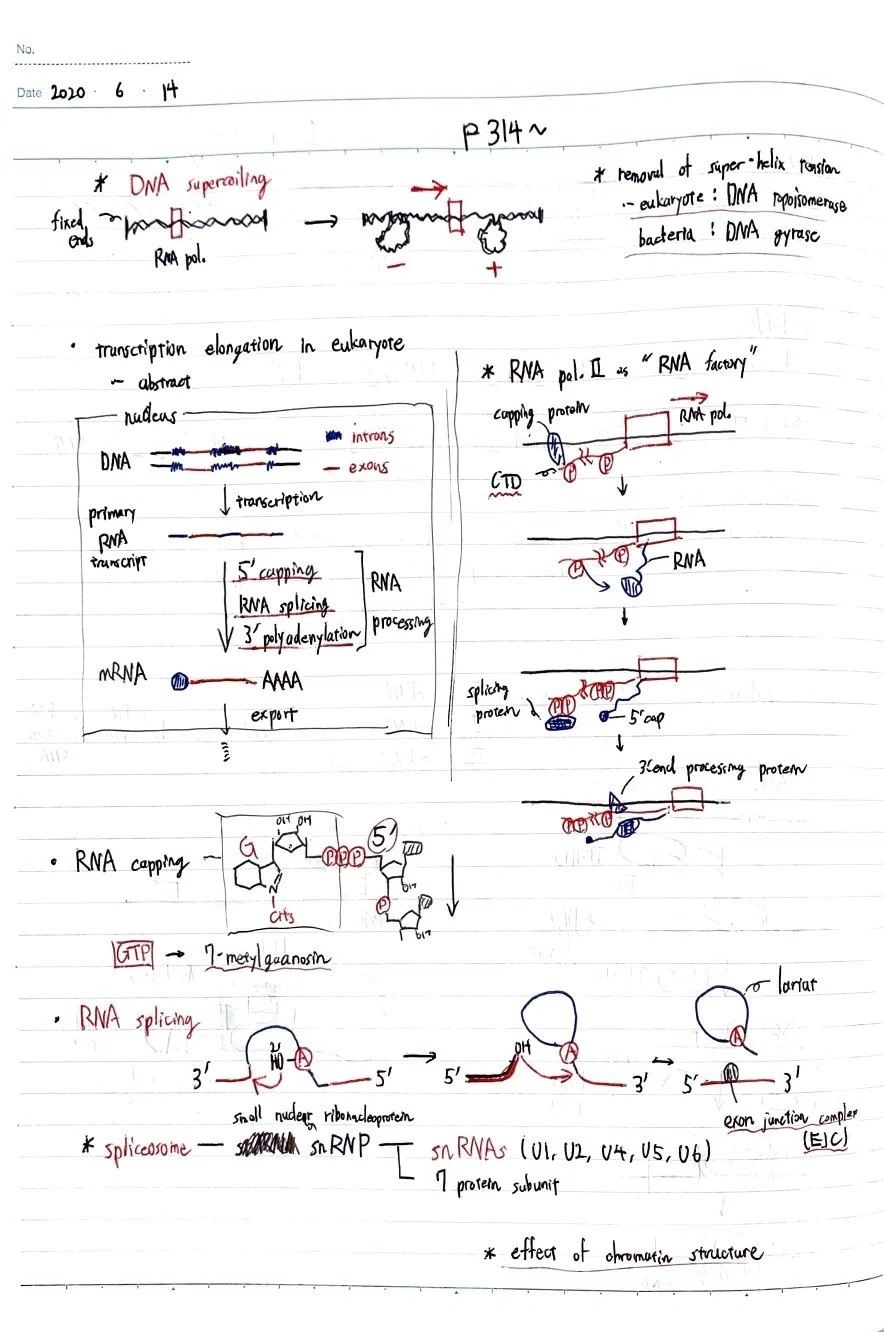 The Cell まとめノート #6 "How Cells Read the Genome: From DNA to Protein"｜鈴華書記