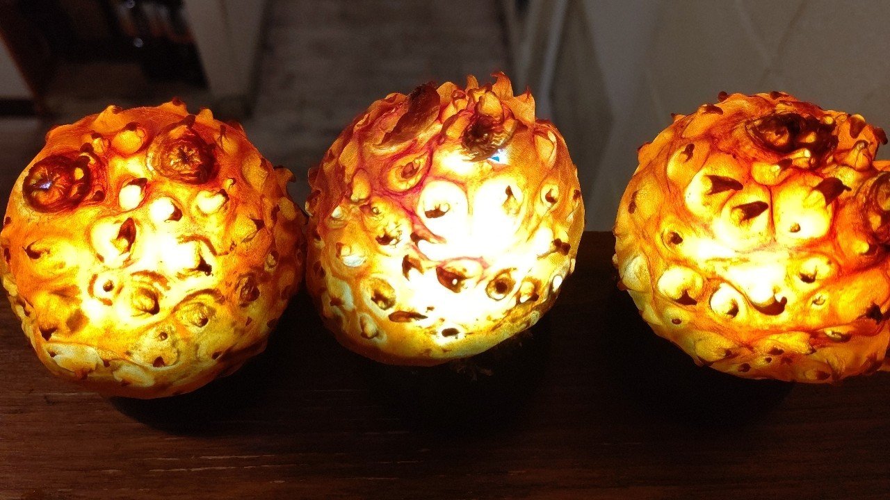 青森 ホヤランプを作ってみた話 酔処みねのみね Note