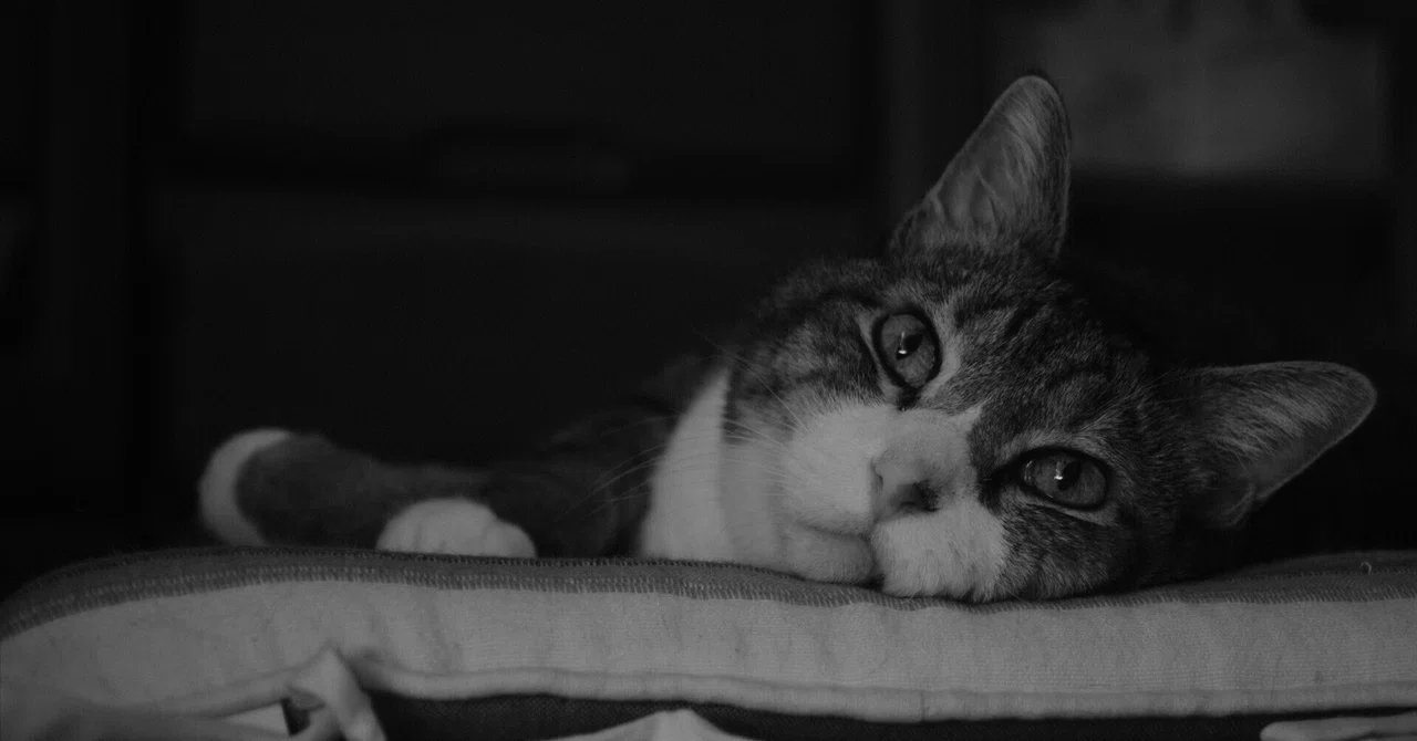 ZUIKO AUTO-W 35mm F2.8｜imamuu: