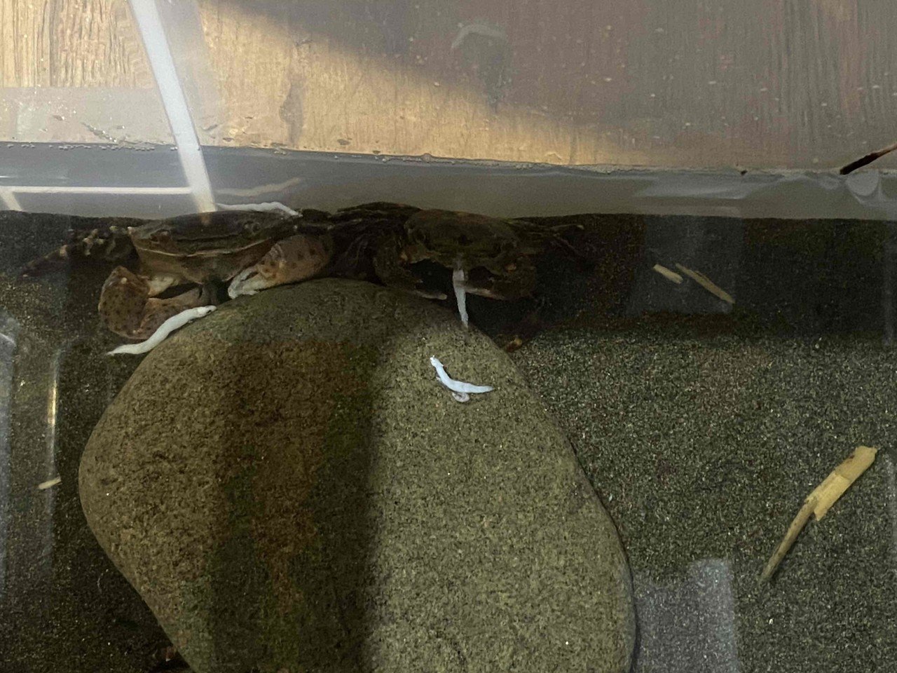 味噌汁にする前に カニと過ごした10日間 おぐらなおこ Note 味噌汁にする前に カニと過ごした10日間 おぐらなおこ Note