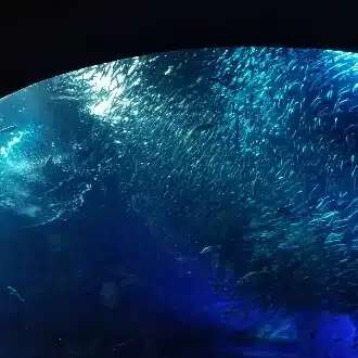 突撃のハム