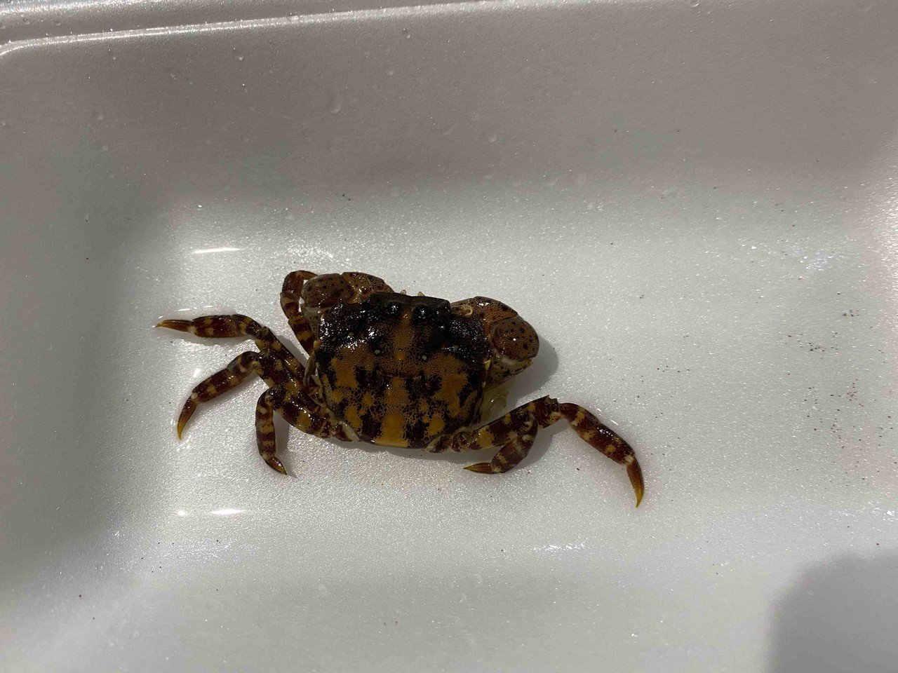 味噌汁にする前に カニと過ごした10日間 おぐらなおこ Note 味噌汁にする前に カニと過ごした10日間 おぐらなおこ Note