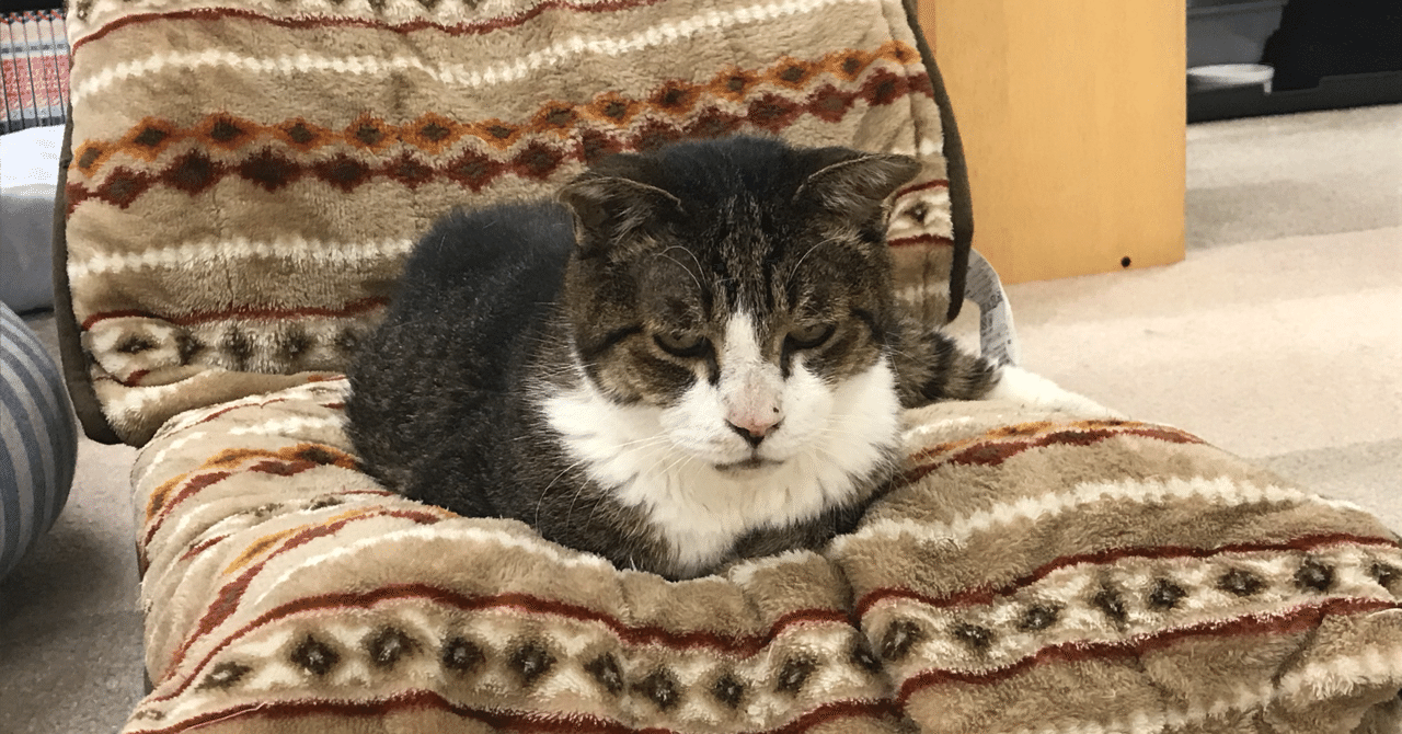 完全武装オムツ 保護ねこカフェおむすび Note