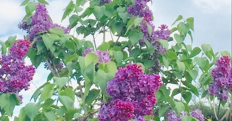 ブルージャスミン の新着タグ記事一覧 Note つくる つながる とどける