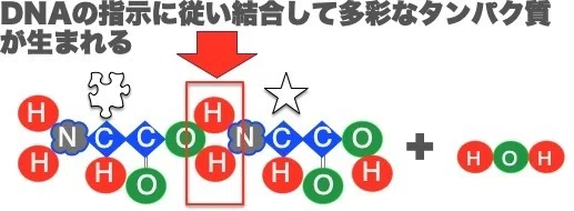 03タンパク質1