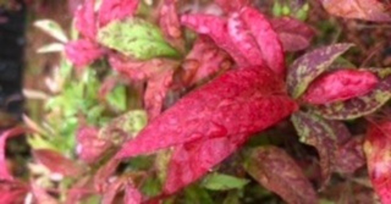 赤い葉に露が綺麗だったの さいた Note 赤い葉に露が綺麗だったの さいた Note