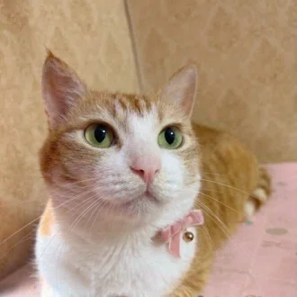 にゃにゃ