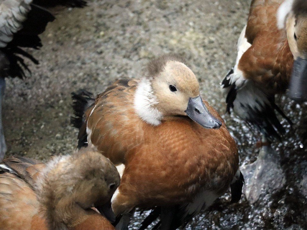 アカツクシガモの雛が仲間入りしました♪｜那須どうぶつ王国公式note