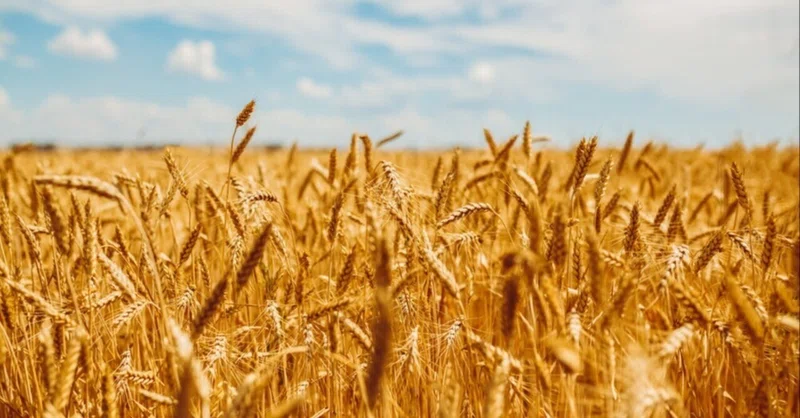【各国地理】雨が多くても、収量は上限の16% ～「収量ギャップ」で読む農業～