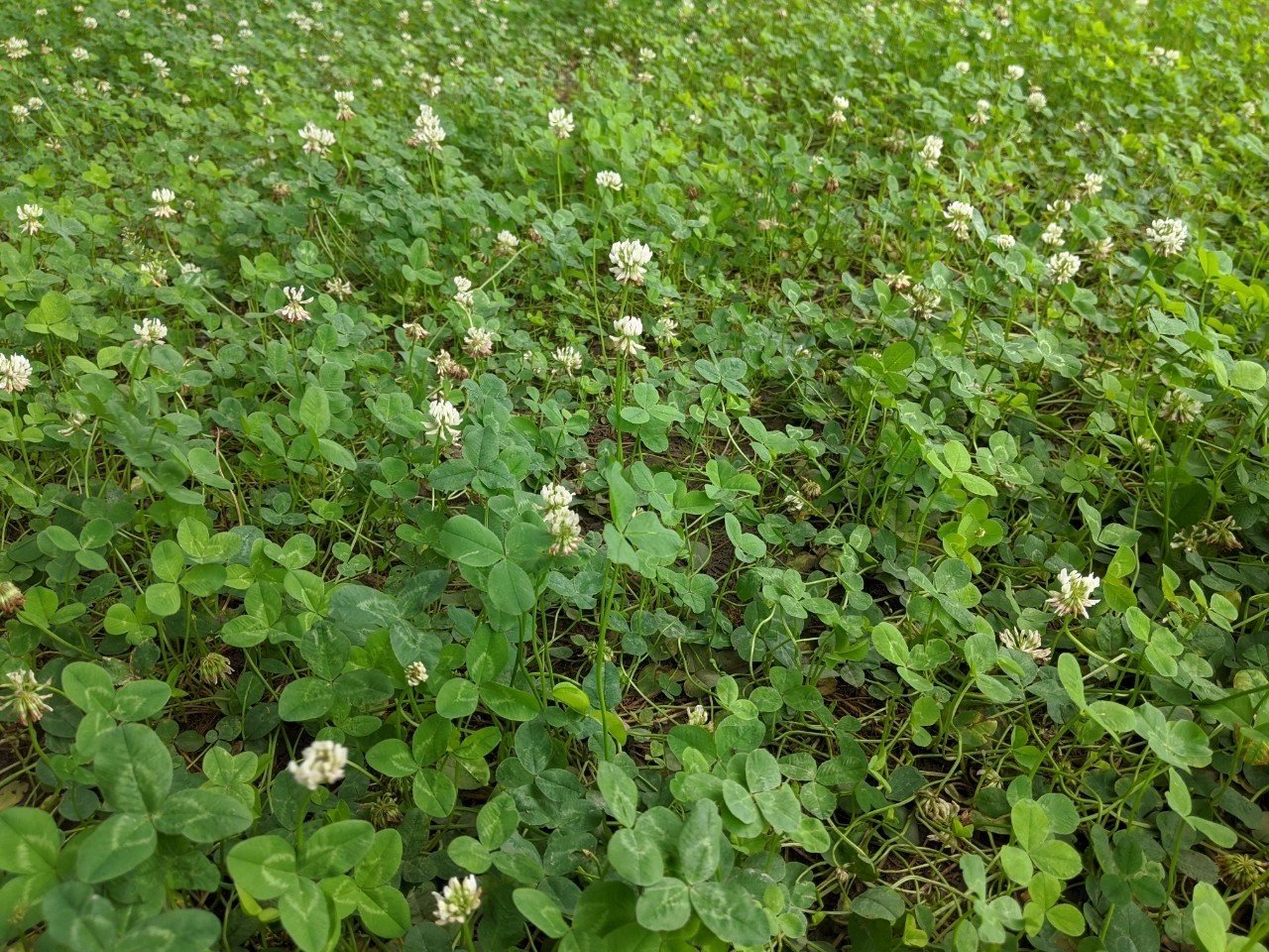 四つ葉 を見つけるために 三つ葉 を踏みつけていたら 神が おいおい こいつ と頭を抱えたのかも ゆき坊 秒読み還暦ｲｪｲ Note