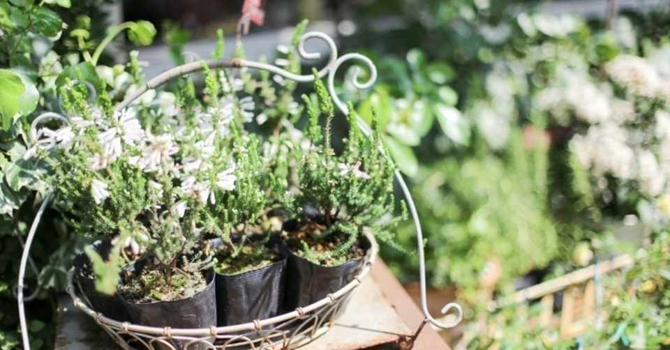 西荻窪の花屋さん エルスール に入ると 日本に居ることを忘れそうになる 仕事旅行社 Note