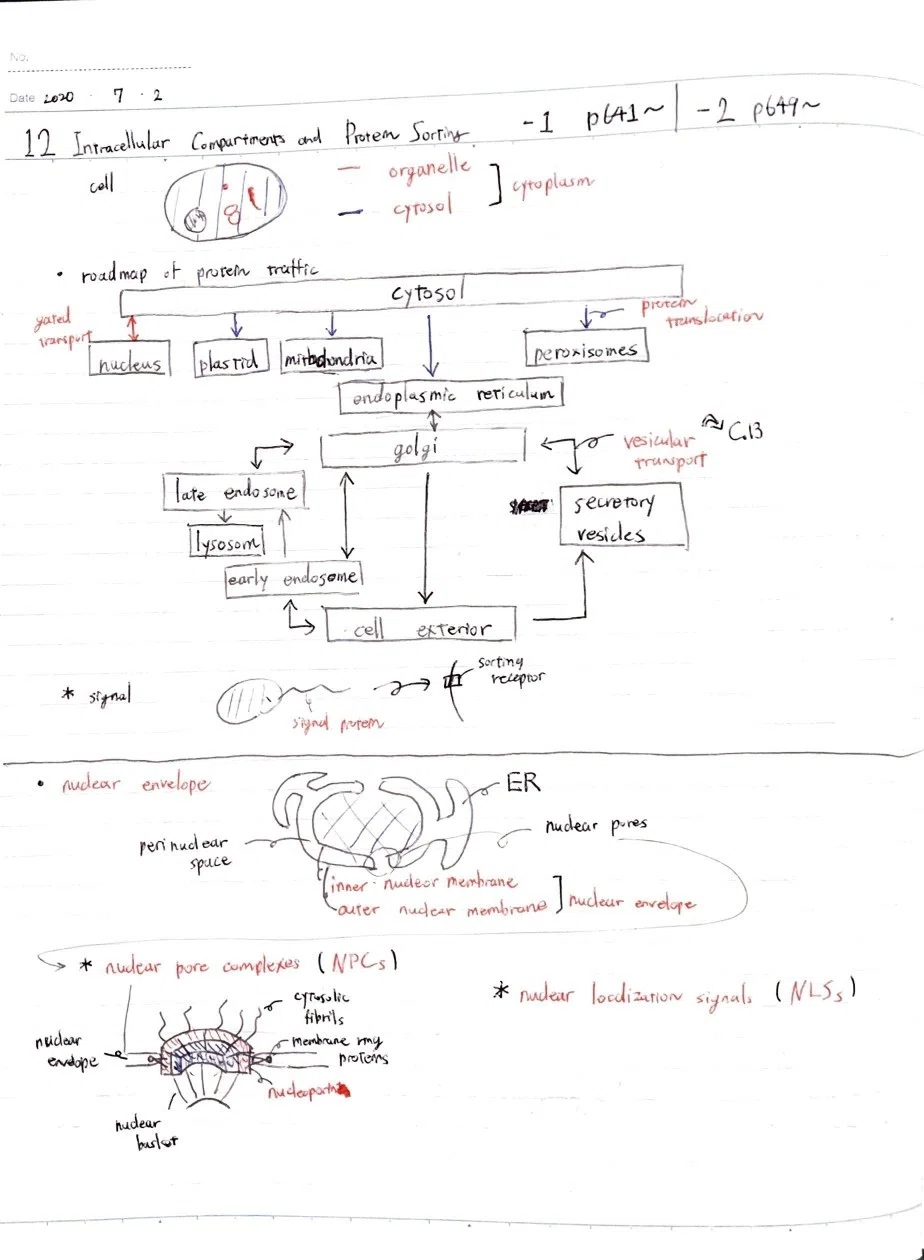The Cell Summary Notes #12 "Intracellular Compartments and Protein ...