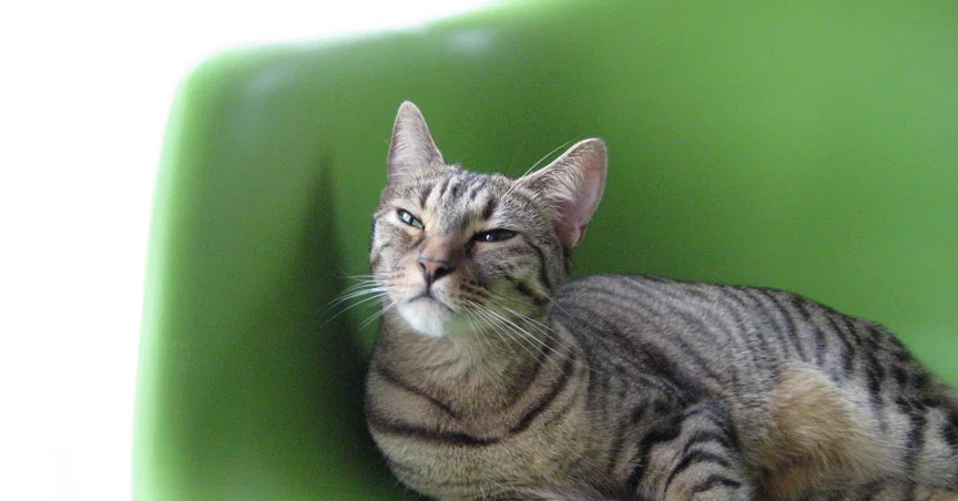 キジトラ猫、発見｜五十嵐雉虎（イガラシ・キジトラ）｜準文筆家｜掌編