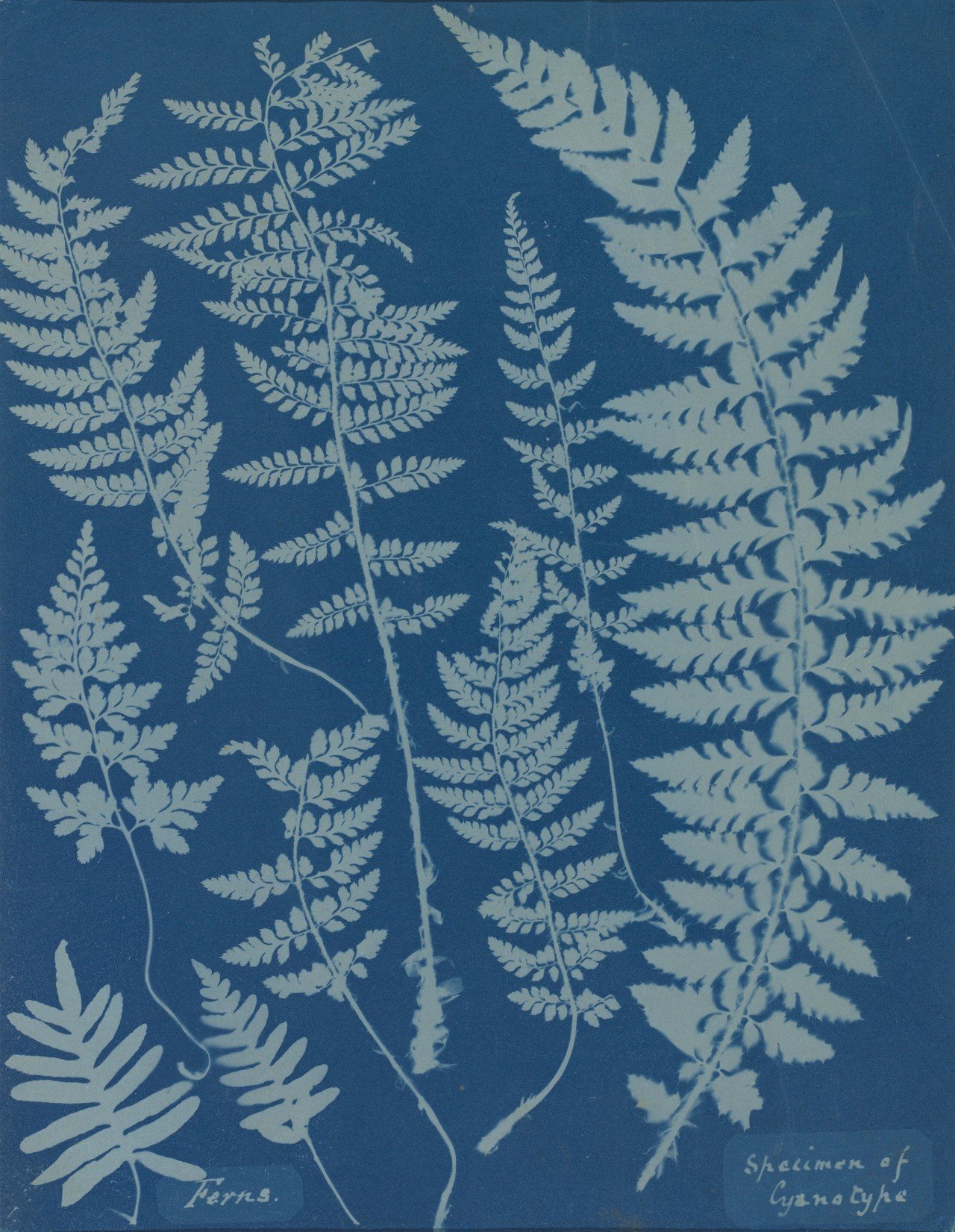 原画 ハート 額有 サイアノプリント 版画 ミクストメディア Cyanotype 写真の保存修復を考えてみた vol.4》~写真の種類と特徴3~ by