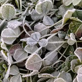 睦月七草