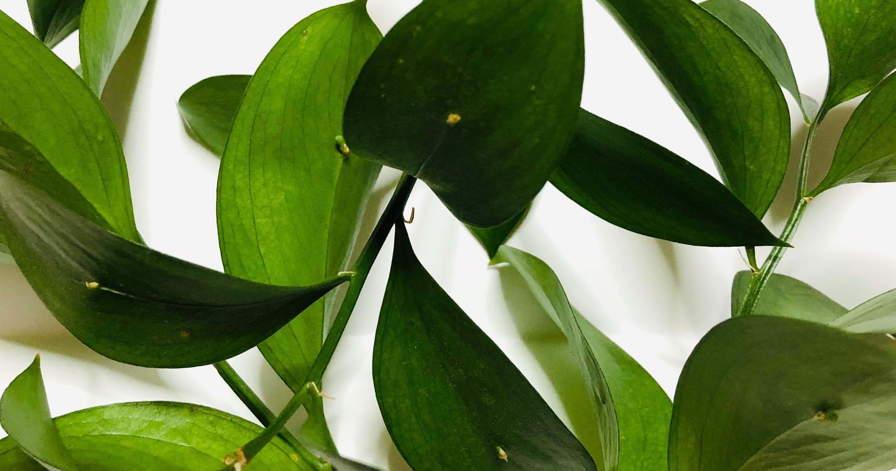 長生き植物 ルスカス と寝耳に水の 領収書 便利すぎるキャリア決済 にみり Note