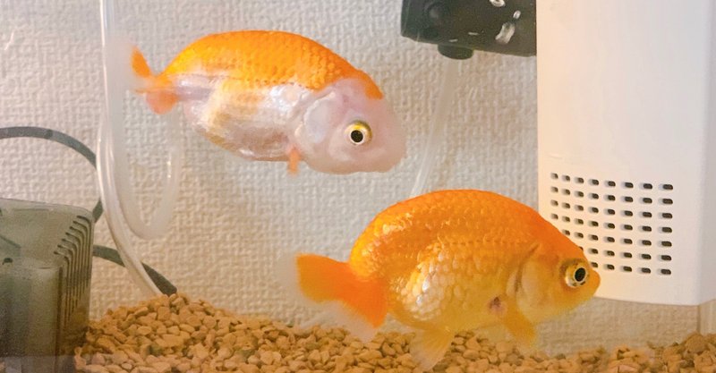 尾ぐされ病 の新着タグ記事一覧 Note つくる つながる とどける 尾ぐされ病 の新着タグ記事一覧 Note つくる つながる とどける