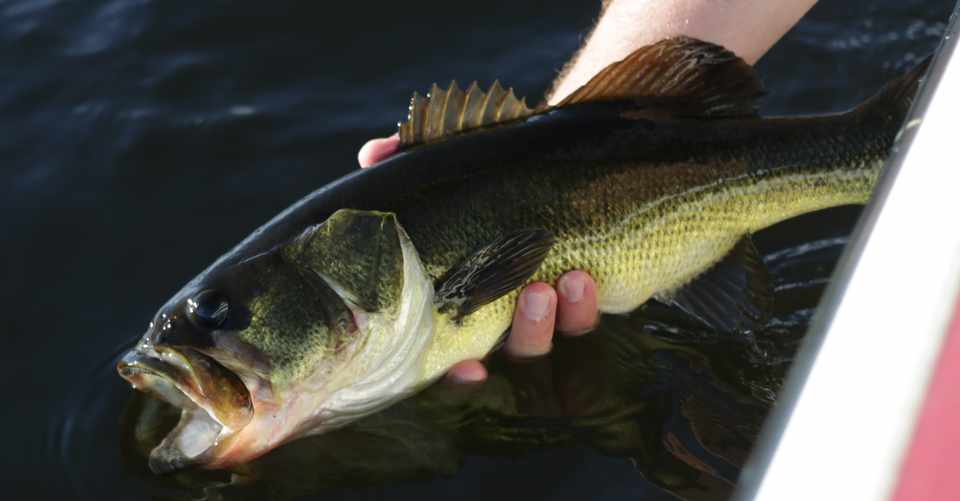 スポーニングのバス釣りを科学的に評価する Nipon Hitode Note