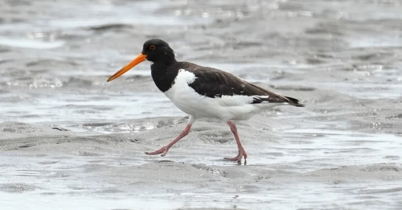 Birdwatching at Sanbanze in Summer 2026/8/17｜mizuho