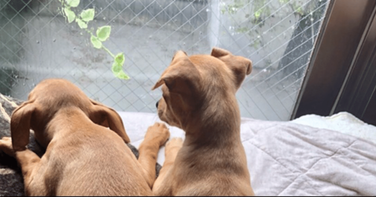 我が家はわんちゃんファースト さくらまや Note 我が家はわんちゃんファースト さくらまや Note