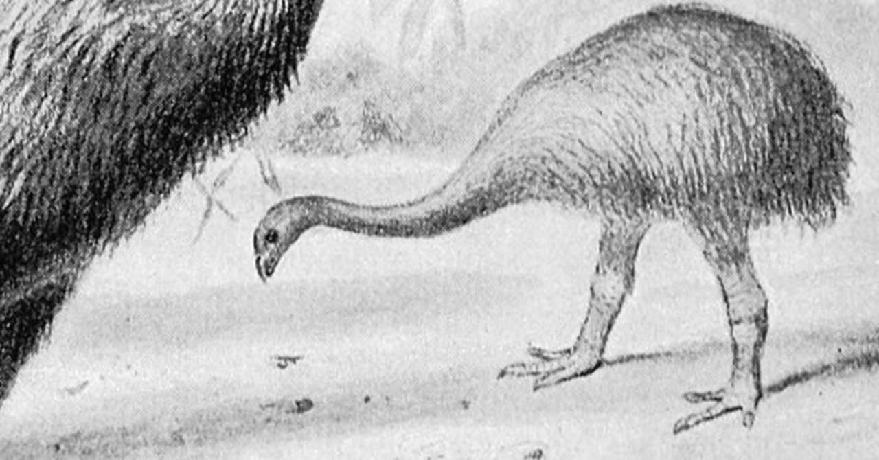 ジャイアントモア Wowowsakana Note